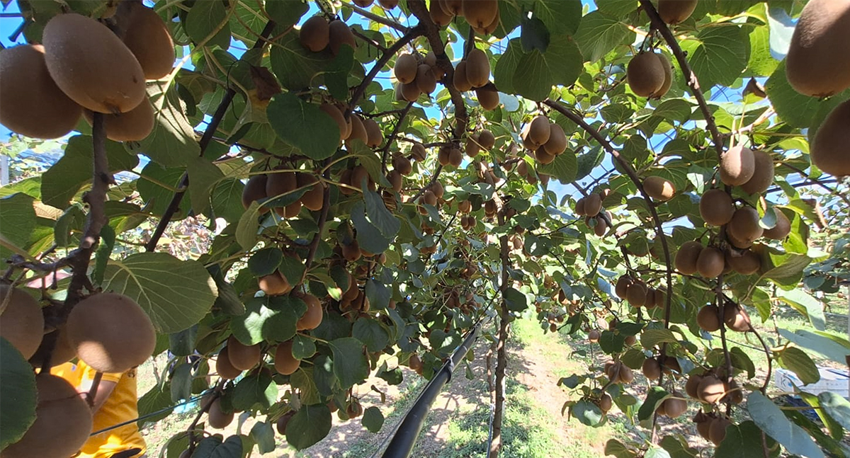 Nella foto: dettaglio forma d'allevamento pergoletta "alta"